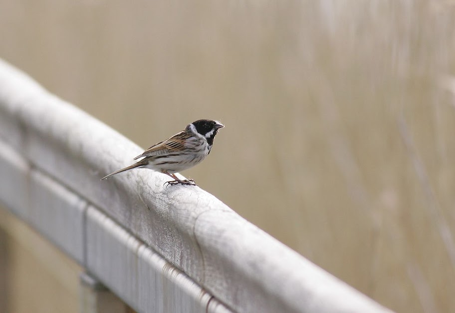 Wanstead Birder Not sure really. Many things.